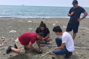 60 deniz kaplumbağası yavrusu deniz ile buluştu