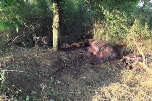 T&uuml;yler &uuml;rperten g&ouml;r&uuml;nt&uuml;! Kafasını kesip etlerini almışlar