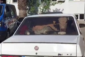 'Dur' ihtarına uymayan otomobilden inek &ccedil;ıktı