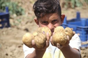 &Uuml;reticiyi umutlandıran patates fiyatıyla h&uuml;srana uğrattı