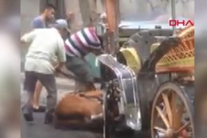 B&uuml;yakada'da bir at daha baygınlık ge&ccedil;irdi