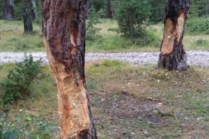 Piknik&ccedil;iler &ccedil;am ağa&ccedil;larını bu hale getirdi!