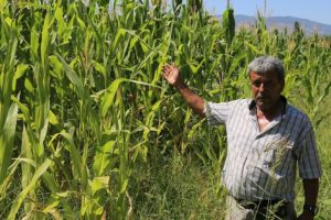 &Ccedil;ift&ccedil;iden yaban domuzu isyanı: Hayvan hakları var da benim hakkım yok mu?