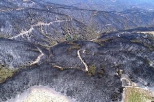 İzmir'de yanan ormanlara 1 milyon fidan kampanyası