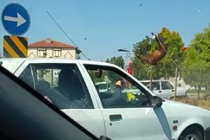Bursa plakalı otomobilin &ccedil;arptığı atlar telef oldu