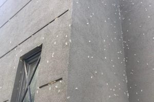 Duvarlar, ağa&ccedil;lar, sokaklar... Her yeri tırtıl sardı