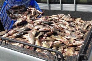 Yasa dışı avlanan 400 kilo balık ele ge&ccedil;irildi