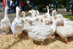 Ordulu &ccedil;ift&ccedil;ilerin y&uuml;z&uuml; 'kaz'lar ile g&uuml;ld&uuml;