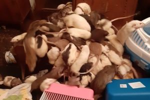 Evinden y&uuml;zlerce fare &ccedil;ıktı!