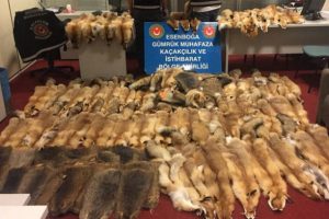 Havalimanında 128 adet kunduz ve tilki postu ele ge&ccedil;irdi