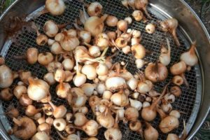'Mucize bitki'nin tohumları toprakla buluştu