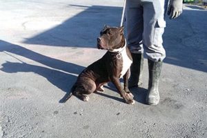 'Tehlikeli ırk' k&ouml;pek besleyenlere ceza