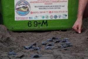 Minik caretta caretta'lar denize kavuştu