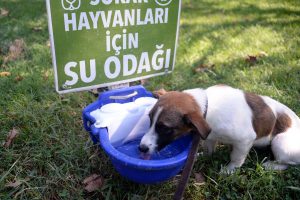 Bursa'da sokaktaki canlılara şefkat