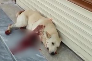 Sesinden rahatsız olduğu k&ouml;peği vurdu