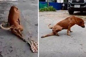 Yiyecek bulmak i&ccedil;in sakat numarası yapıyor
