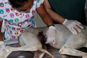 Nesli t&uuml;kenmekte olan T&uuml;rk tazısını bı&ccedil;akladılar