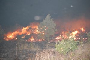 Tekirdağ'da korkutan yangın: Y&uuml;zlerce &ccedil;am alev alev yandı