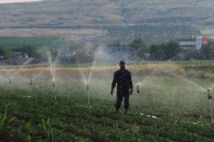 Yanlış sulama Suru&ccedil; Ovası'nda verimliliği etkiliyor