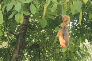 Bursa'da sincapları öldürülüp, ağaca astılar
