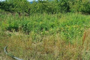 Bursa'da ormana kenevir ekti