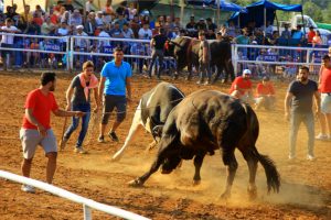 Boğalar arenaya sığmadı