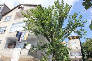 Tırtılların evine ulaşmasını engellemek isterken canından oluyordu