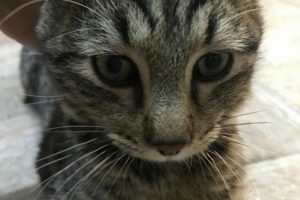 Yavru kedi 'Mimoza' hayata tutundu