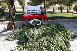 512 k&ouml;k kenevir ele ge&ccedil;irildi