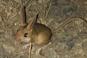 Tunceli'de kanguru faresi g&ouml;r&uuml;nt&uuml;lendi