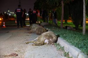 Otomobil koyun s&uuml;r&uuml;s&uuml;ne daldı: 2 yaralı