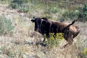 Kurban Bayramı'nda kesilmekten ka&ccedil;an boğa, yaylada bulundu