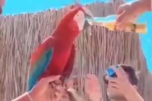 Didim'de papağana bira i&ccedil;irilmesine tepki