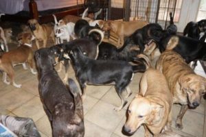 Evini 97 k&ouml;peğe a&ccedil;tı