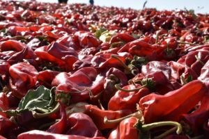Biber mesaisinden ev ekonomisine katkı