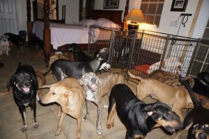Kasırgadan korumak i&ccedil;in 97 k&ouml;peğe evini a&ccedil;tı