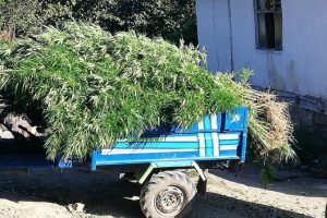 10 kilo kubar esrar ile bin 658 k&ouml;k kenevir ele ge&ccedil;irildi