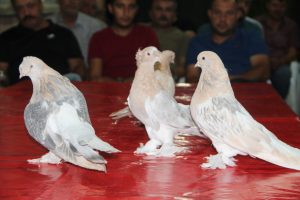 Bu g&uuml;vercinler araba fiyatına alıcı buluyor