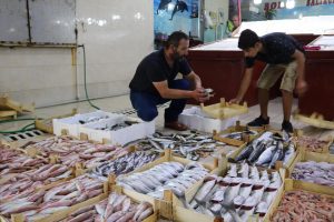 Av yasağı bitti, Fo&ccedil;a'da balık bollaştı