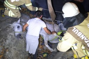 Su kanalına d&uuml;şen at itfaiye ekiplerinin &ccedil;alışmasıyla kurtarıldı