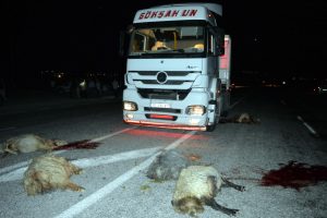 TIR s&uuml;r&uuml;ye &ccedil;arptı; 20 koyun telef oldu