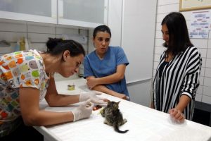 Yaralı yavru kediyi &ouml;l&uuml;mden kurtardı