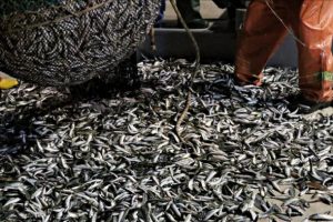 Denizlerde yasa dışı avlananlara 14 milyon lira ceza