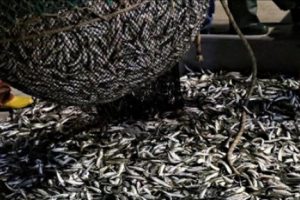 Yasadışı avlananlara 14 milyon lira ceza