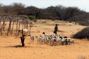 S&uuml;t ke&ccedil;ileri Afrika'da kalıcı ge&ccedil;im kaynağı oluyor