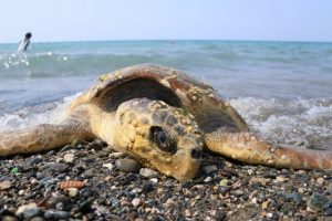 Caretta carettaya &ccedil;eki&ccedil;li işkence