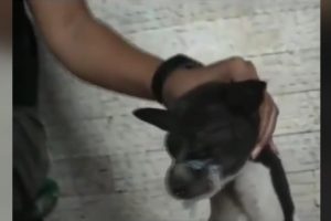 Yavru k&ouml;peğin g&ouml;z&uuml;nde sigara s&ouml;nd&uuml;rd&uuml;!