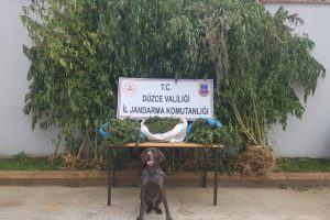 Fındık bah&ccedil;esi değil kenevir tarlası