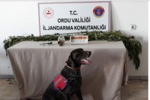 Ordu'da uyuşturucu operasyonları s&uuml;r&uuml;yor