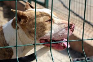 Bu k&ouml;pekleri besleyenlere 7 bin 802 lira ceza